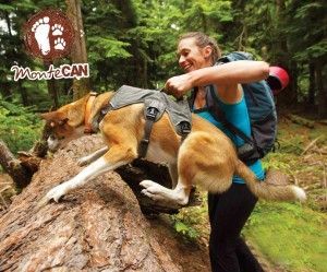Montecan senderismo con perros