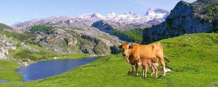 excursion lagos de covadonga desde oviedo