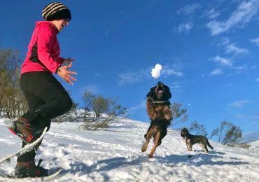 raquetas de nieve y perros raquetas de nieve y perros