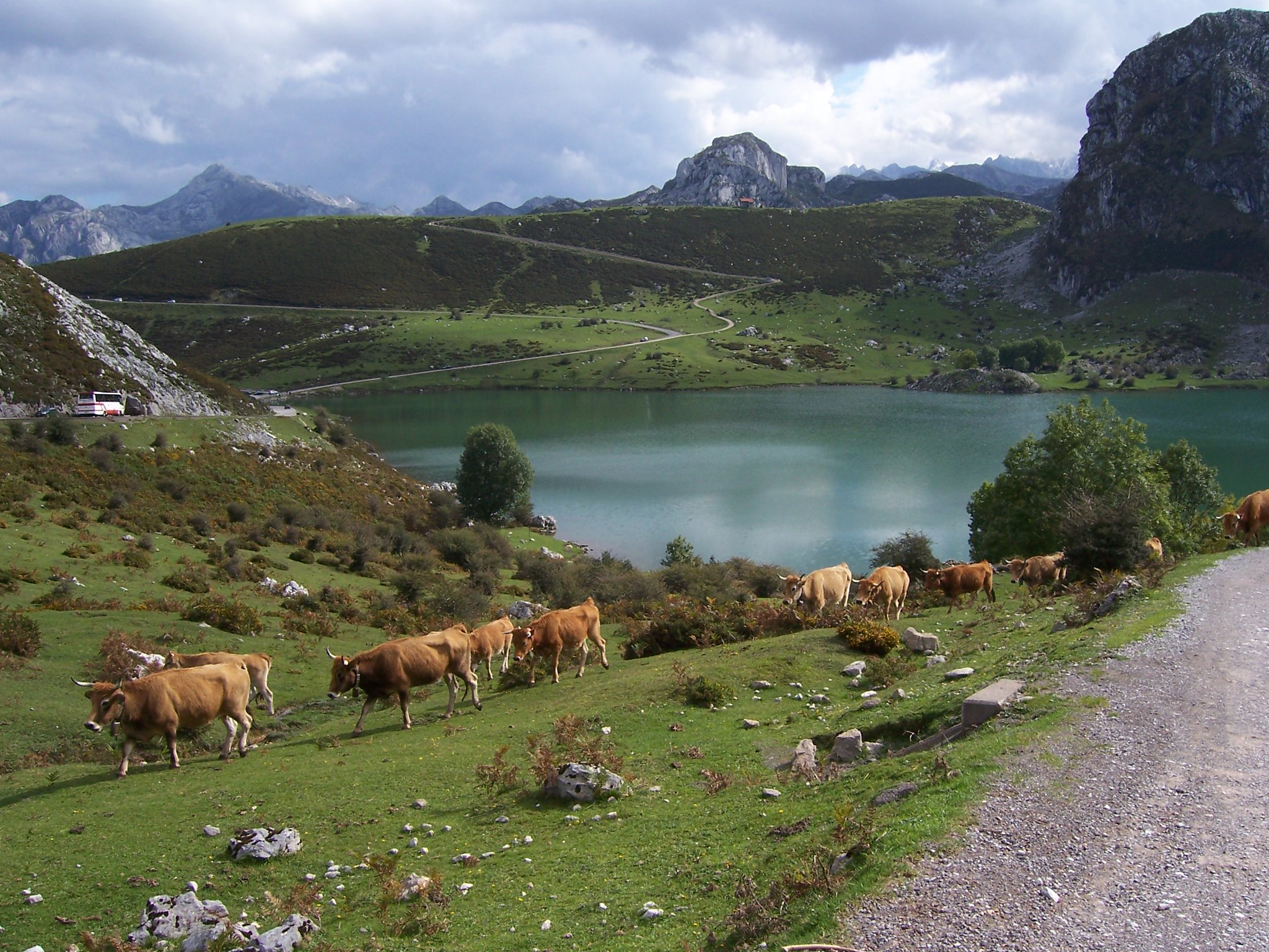 Vacas pastando junto al lago en montañas verdes